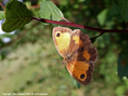 gatekeeper